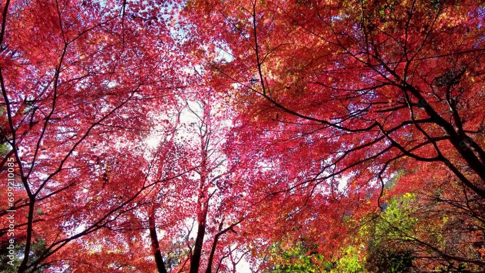 Mount Takao Day Trip: Explore Tokyo's Favorite Mountain Mount Takao Day Trip: Explore Tokyo's Favorite Mountain