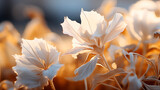 Elegância de flores de cinerária ao entardecer em luz suave 