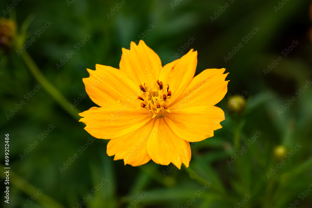Macro photo of Cosmos sulphureus is also known as sulfur cosmos and yellow cosmos growing in the wild in Sri Lanka Macro photo of Cosmos sulphureus is also known as sulfur cosmos and yellow cosmos growing in the wild in Sri Lanka