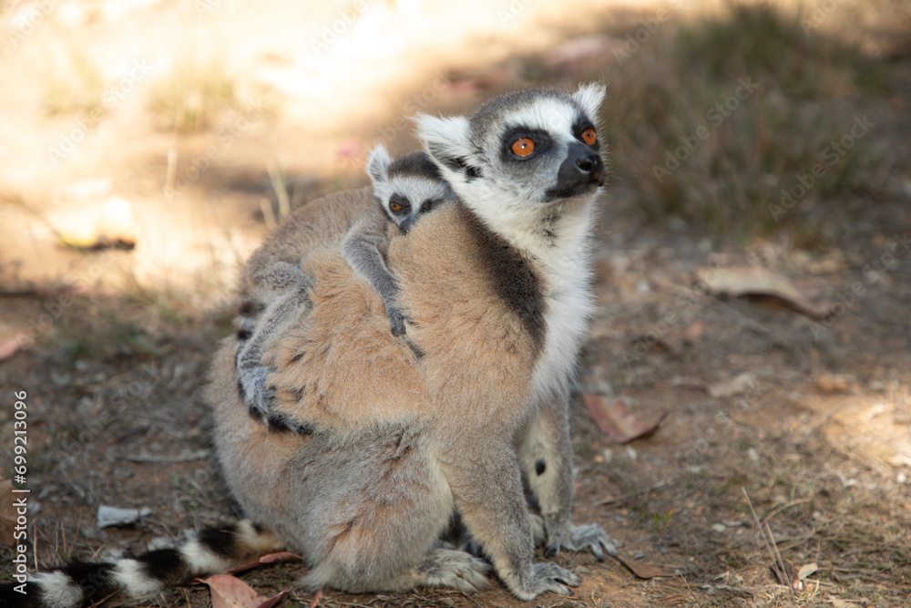 ring-tailed gray lemur in natural environment Madagascar.