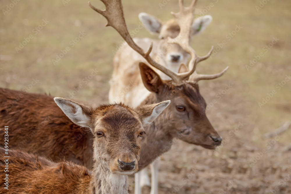 male roe deer in a reedbed