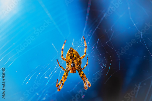 European garden spider, diadem orangie, cross spider photo