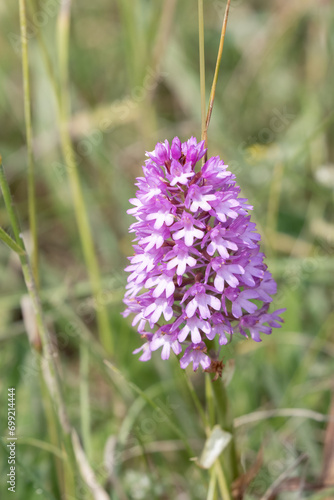 close-up of a a beautiful pink pyramid orchid growing in chalklands  Wilts UK