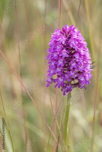 close-up of a a beautiful pink pyramid orchid growing in chalklands  Wilts UK