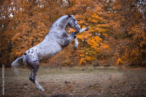 koń maści tarantowatej który wspina się na tle jesiennych drzew 