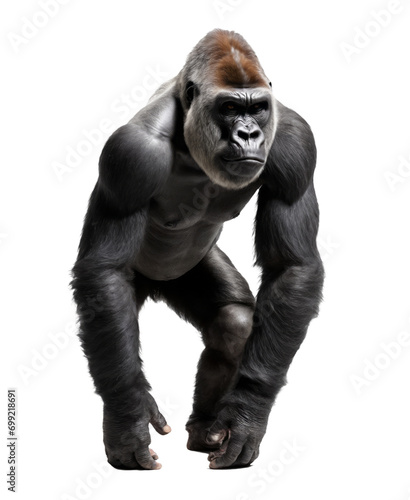 Majestic Gorilla in transparent background PNG