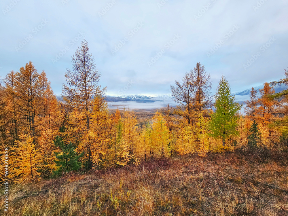 Autumn forest. Mountain slope with yellow larches. Impressive view of the foggy mountains.