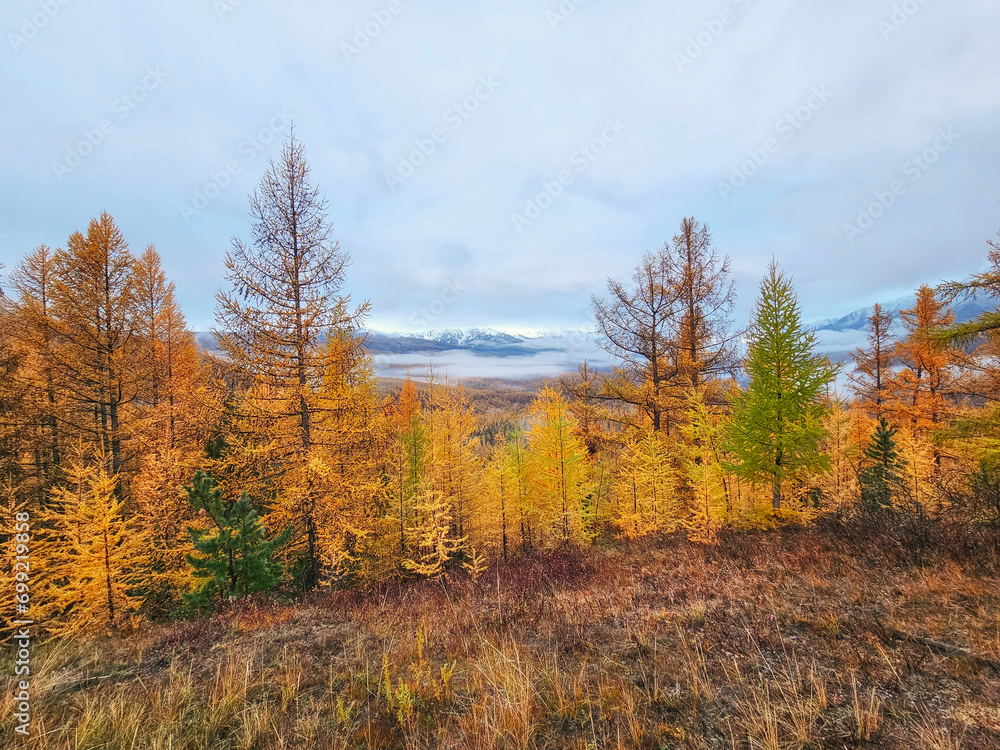 Autumn forest. Mountain slope with yellow larches. Impressive view of the foggy mountains. Autumn forest. Mountain slope with yellow larches. Impressive view of the foggy mountains.