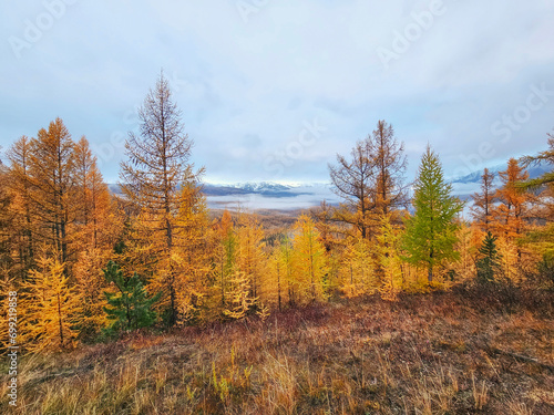 Autumn forest. Mountain slope with yellow larches. Impressive view of the foggy mountains.