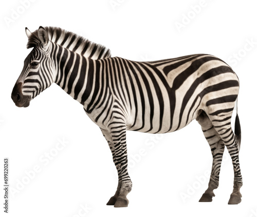 Beautiful zebra on transparent background  PNG