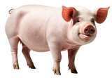 pig on transparent background, PNG