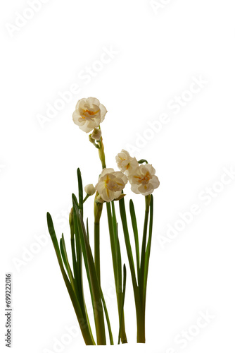 Small white cultured narcissus flowers  isolated on a transparent background.