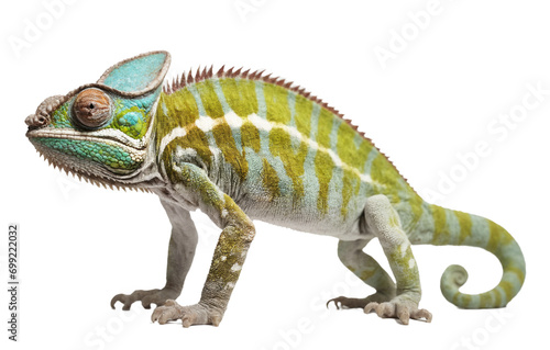 chameleon on transparent background, png