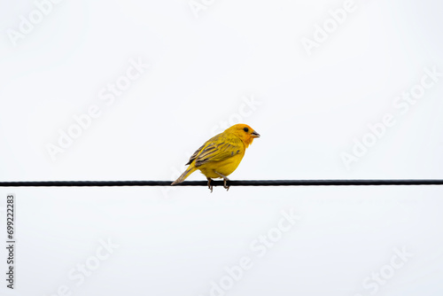 Canário da Terra. Grassland Yellow Finch. Sicalis flaveola photo