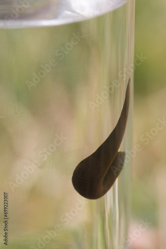 Medicinal leech living in glass of clear water exploring habitat photo
