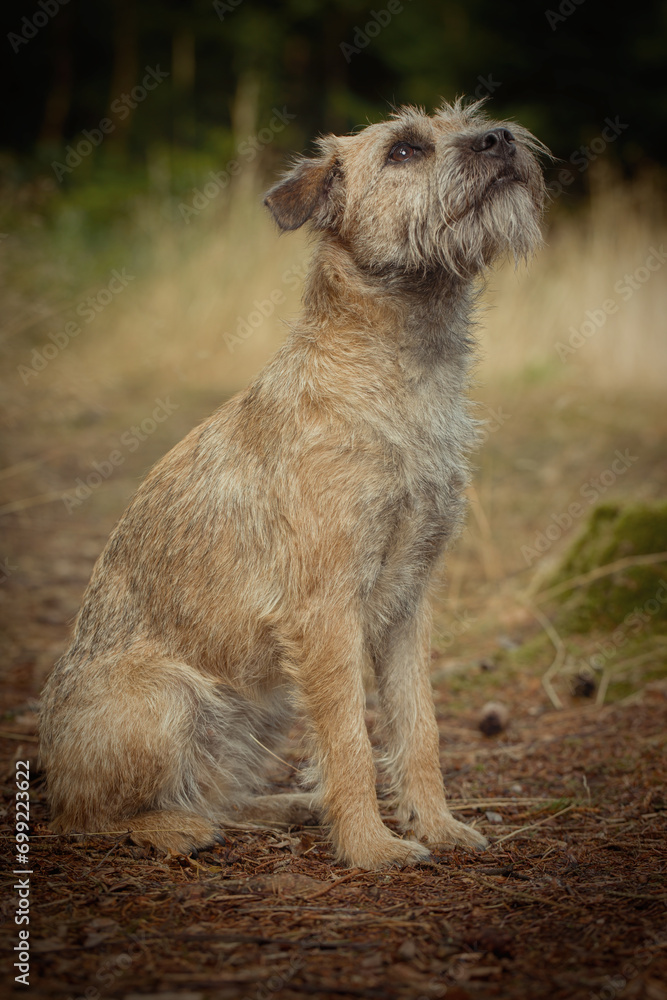 Nice red fur dog on sorest path way in summer time Nice red fur dog on sorest path way in summer time