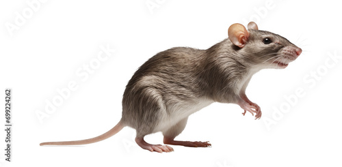 Rat or mouse on transparent background, PNG photo