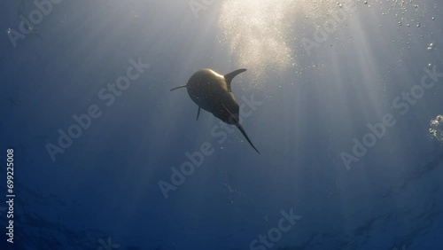 Dolphins in close up view, filmed underwater in the pass of Tiputa in the atoll of Rangiroa in the French Polynesia in the middle of the South Pacific