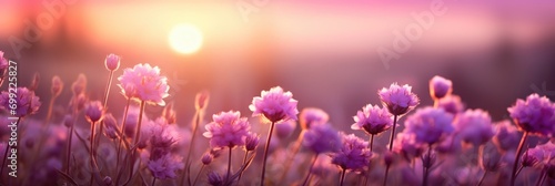  lavender plants and flowers in a blurred background photo