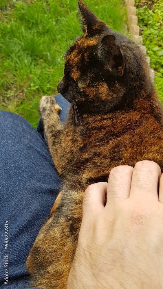 Obraz premium Tortoiseshell cat