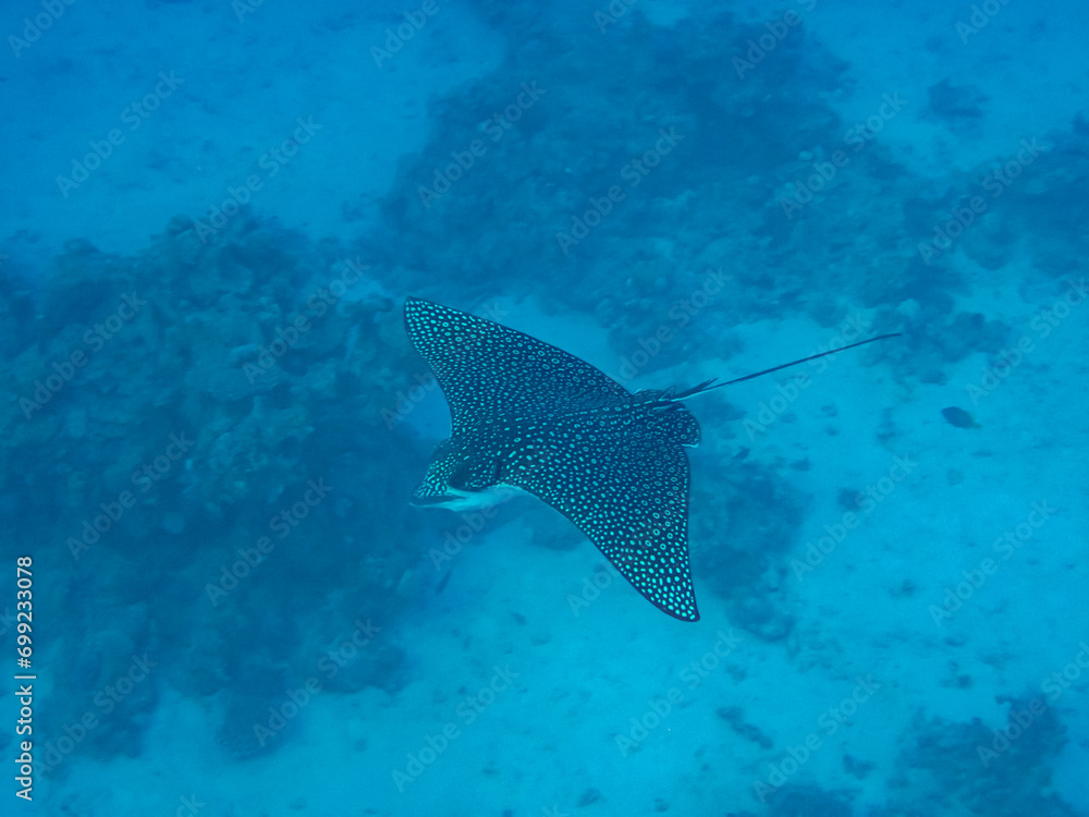 Fototapeta premium Eagle ray in the expanses of the coral reef of the Red Sea