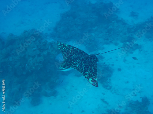 Eagle ray in the expanses of the coral reef of the Red Sea © glebantiy