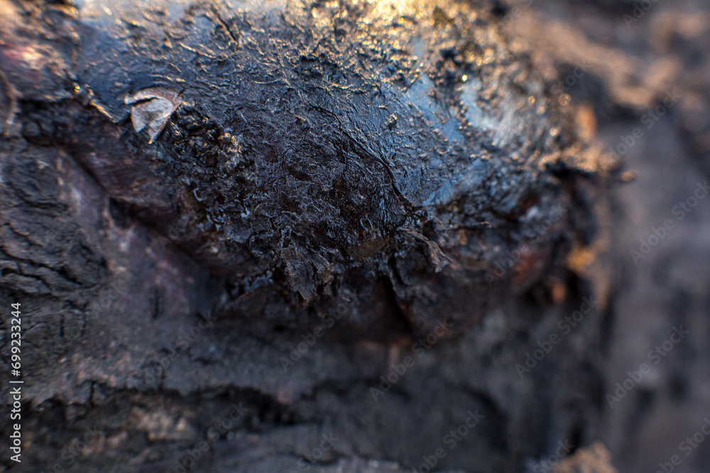 Surface of old tree bark, tree bark texture Surface of old tree bark, tree bark texture