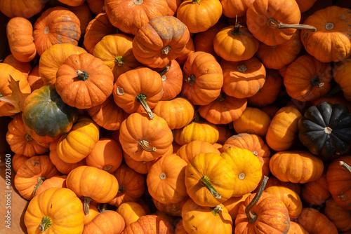 Halloween anticipation at the autumn festival: a colorful heap of pumpkins. Vibrant, festive, and perfect for the season's spirit.