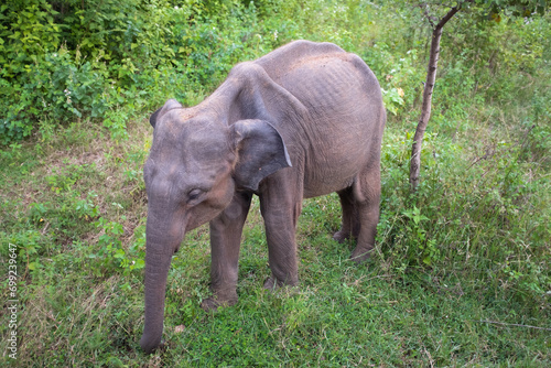 Indian Elephant in Sri Lanka