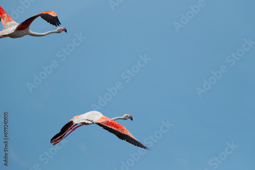Flying flamingos. Blue sky and flying flamingos.