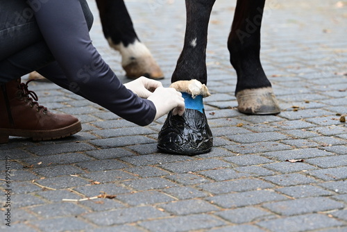 Hufbehandlung beim Pferd bei Hufabzess. Junge Tierärztin behandelt Huf