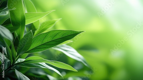 green tree leaves in bokeh background