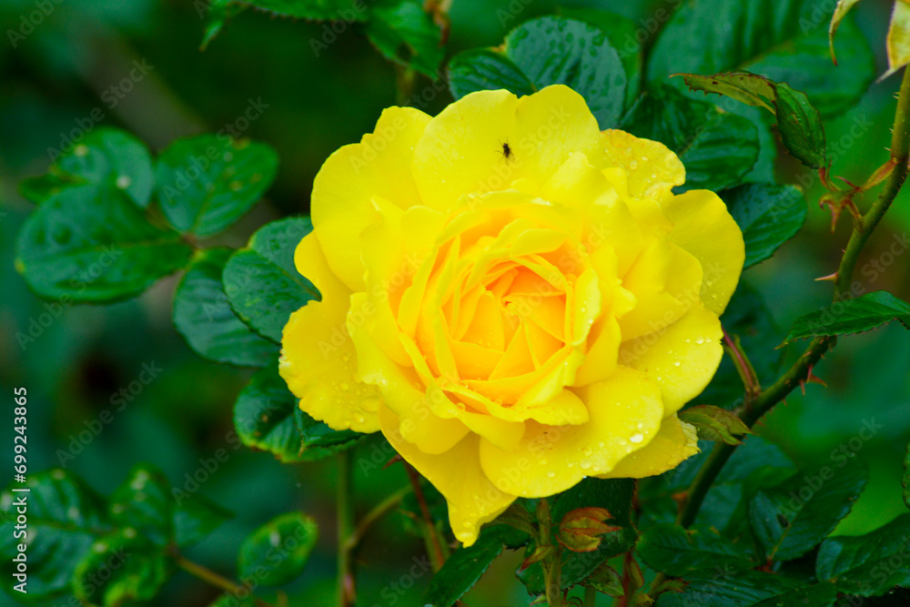 Close up of Fresh beautiful yellow rose in the garden. Close up of Fresh beautiful yellow rose in the garden.