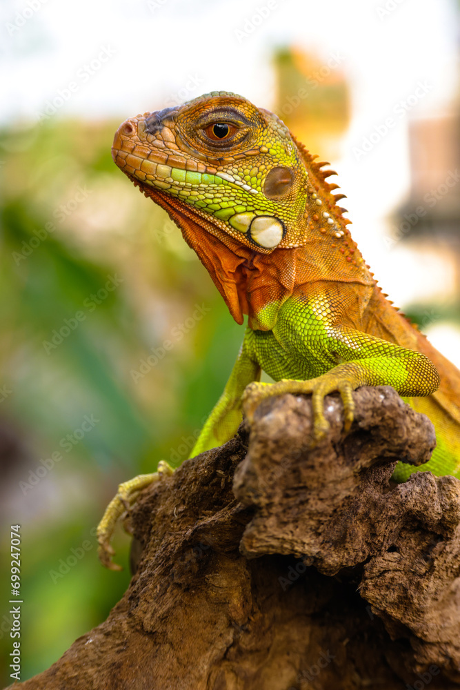 Obraz premium The super red iguana