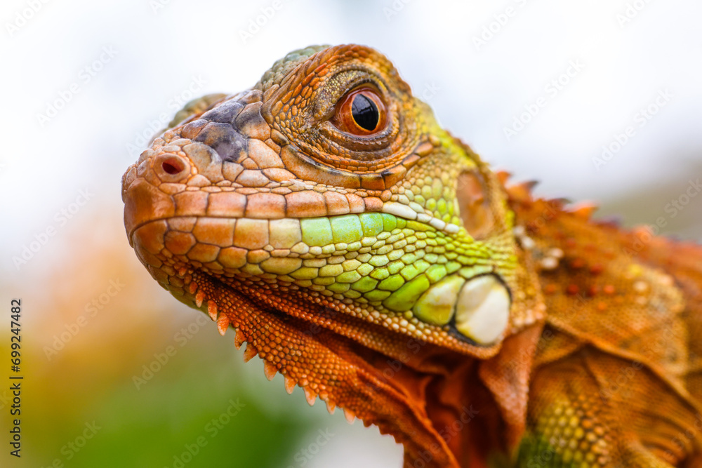 Obraz premium The super red iguana