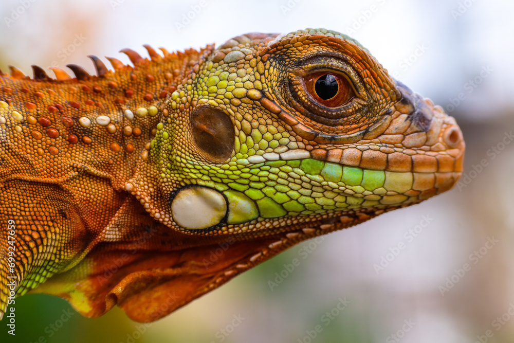 Obraz premium The super red iguana