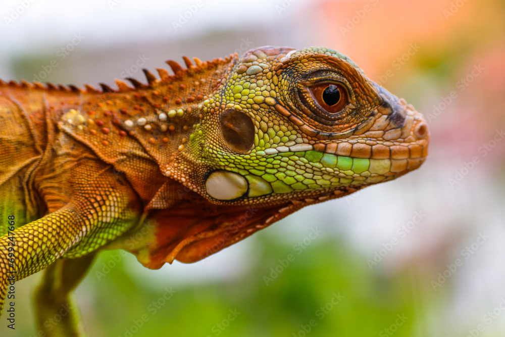 Fototapeta premium The super red iguana