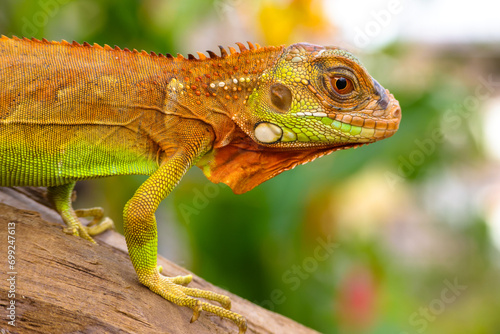 Wallpaper Mural The super red iguana Torontodigital.ca