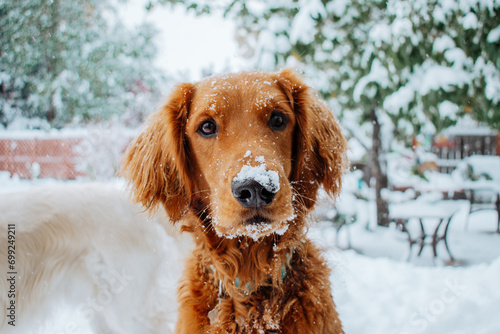 dog in snow © Gabriel