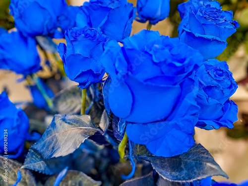 A bunch of very rare blue roses grown at a plantation. A blue rose is a flower