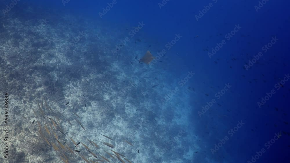 Tiparoo Reef Eagle Ray over the Coral Reef, filmed underwater in the pass of Tiputa ...