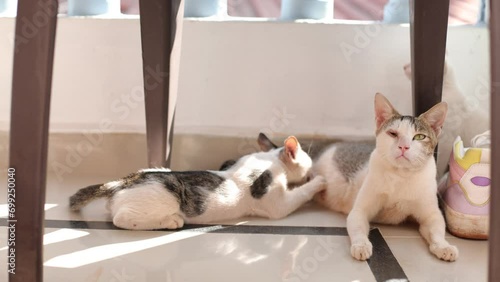 Mother cat feeds her adult kitten with milk. Volunteer activities. Helping homeless animals. 