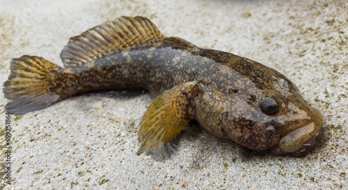 the Goby or Bull-calf Round Timber (Gobiidae) sea fish