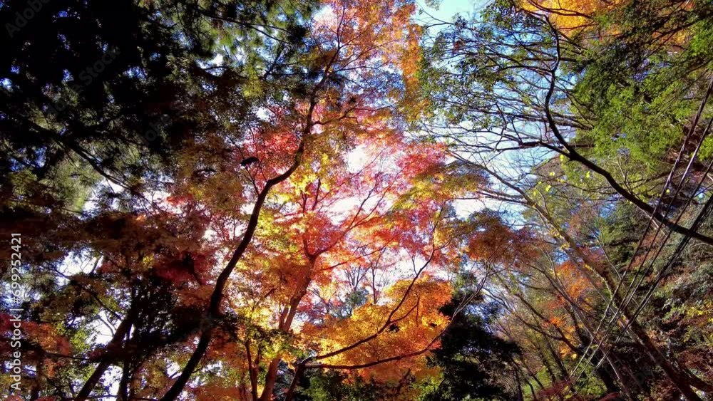 Mount Takao Day Trip: Explore Tokyo's Favorite Mountain Mount Takao Day Trip: Explore Tokyo's Favorite Mountain