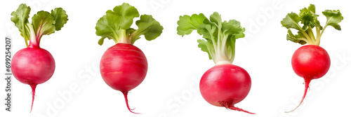 Set of radish top view isolated on white or transparent background