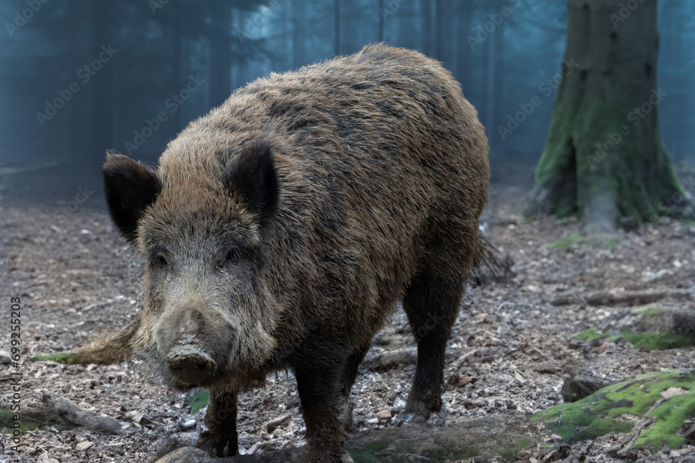 Starker Keiler im Wald Starker Keiler im Wald
