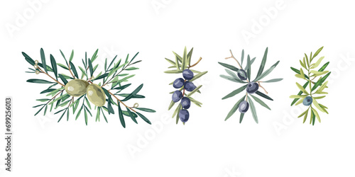 sets of hand-drawn olive branch botanical herbs elements in vector format, water color illustration photo