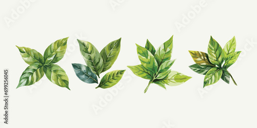 Watercolor green tea leaves set closeup isolated on white background, Vector illustration photo