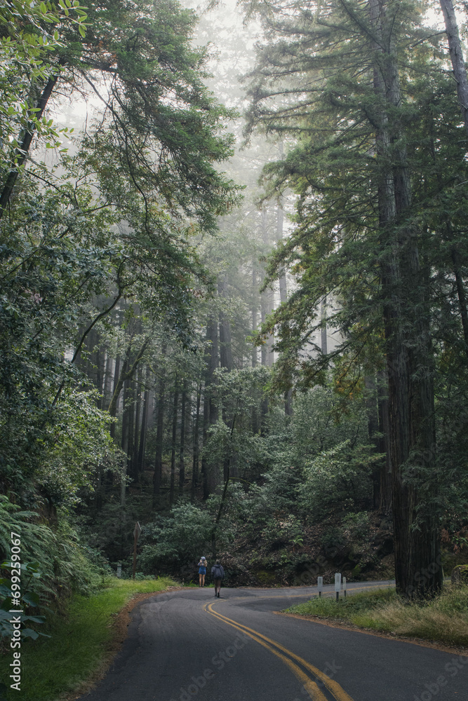 Obraz premium road in the woods