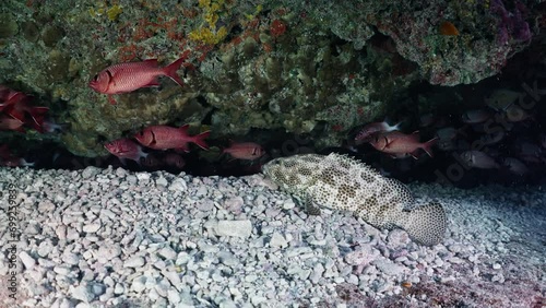 Spotted Grooper in the coral reef, filmed underwater in the pass of Tiputa in the atoll of Rangiroa in the French Polynesia in the middle of the South Pacific photo